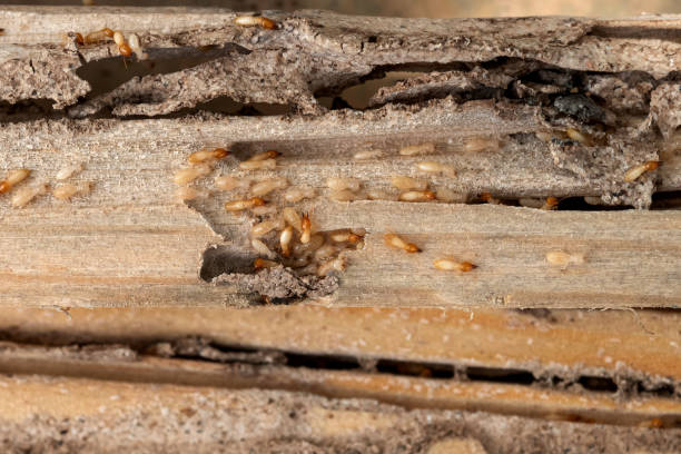 Best Insect Control  in Lakeview, WA